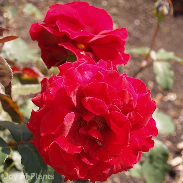 Awaiting product image