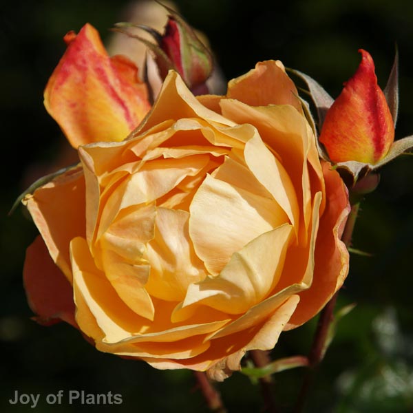 Awaiting product image