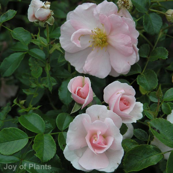 Awaiting product image