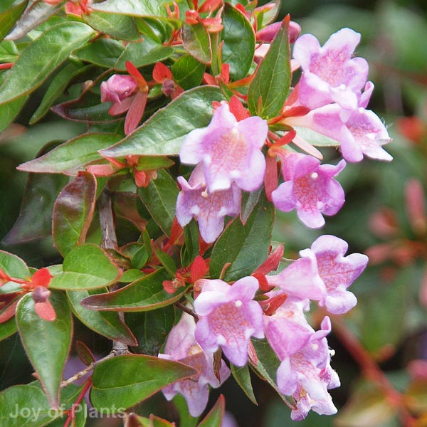Climbing plants