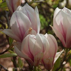 Magnolia Grand Goliath 1/2 Std 35L