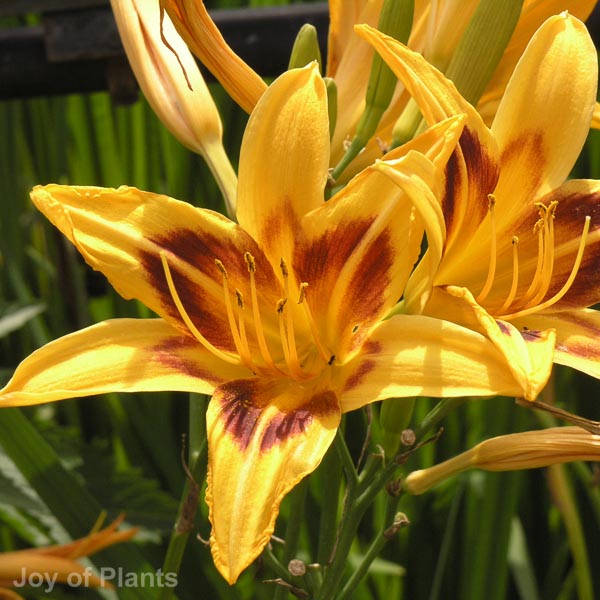 Awaiting product image