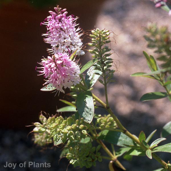 Awaiting product image