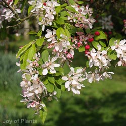 Malus Floribunda