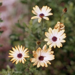 Osteospermum Buttermilk