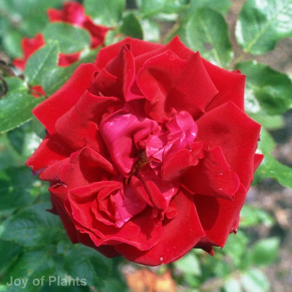 Awaiting product image