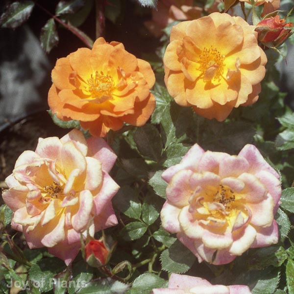 Awaiting product image