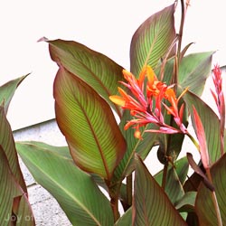 Canna Cannova