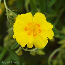 Helianthemum 'Ben Fhada'