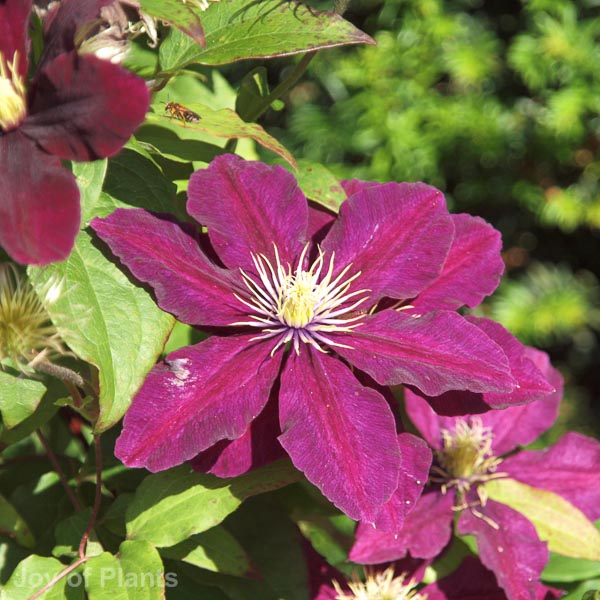 Awaiting product image