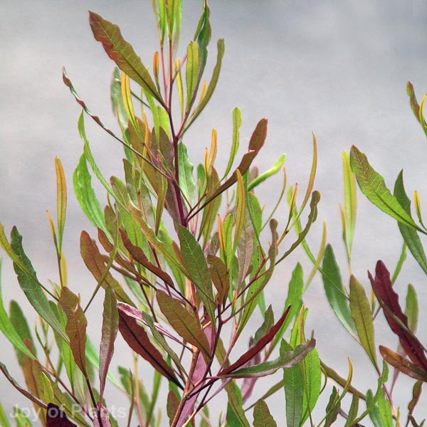 Awaiting product image