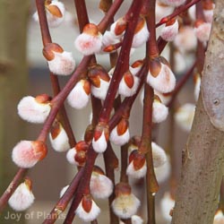 Salix Caprea Kilmarnock Std 120cm 7.5L