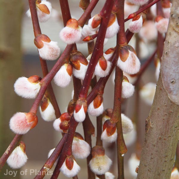 Awaiting product image