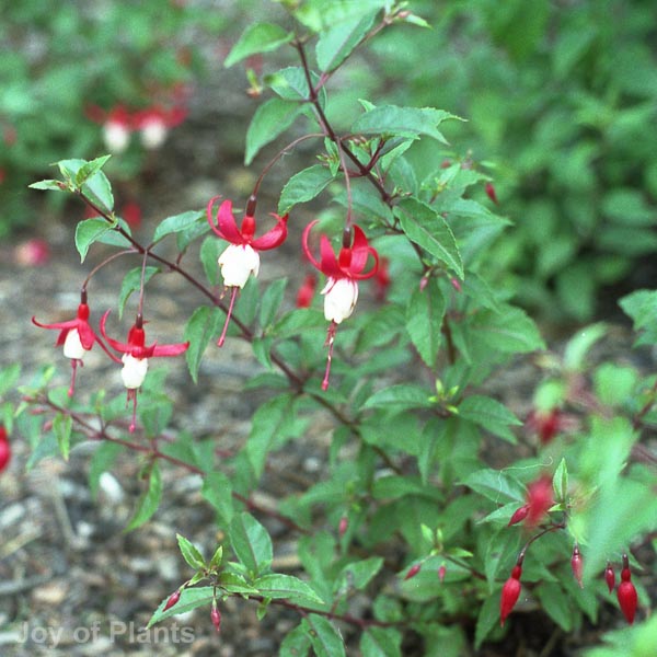 Awaiting product image