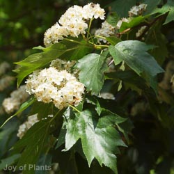 Sorbus torminalis