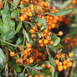 Pyracantha Golden Charmer