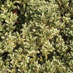 Osmanthus Heter Variegatus