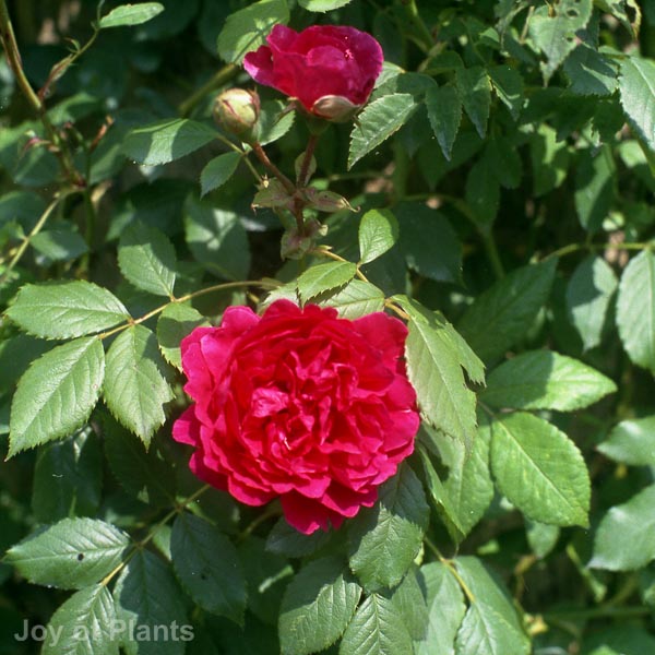 Awaiting product image