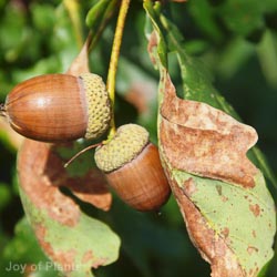 Quercus Robur