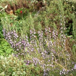Rosmarinus officinalis