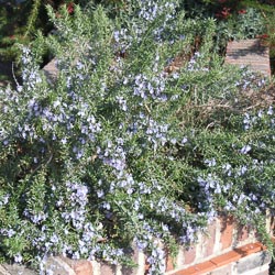 Rosemary Officinalis Miss Jessopps