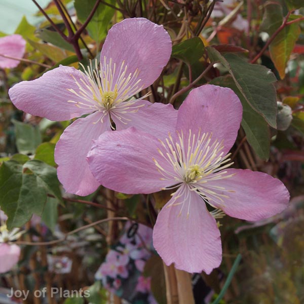 Awaiting product image