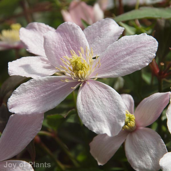 Awaiting product image