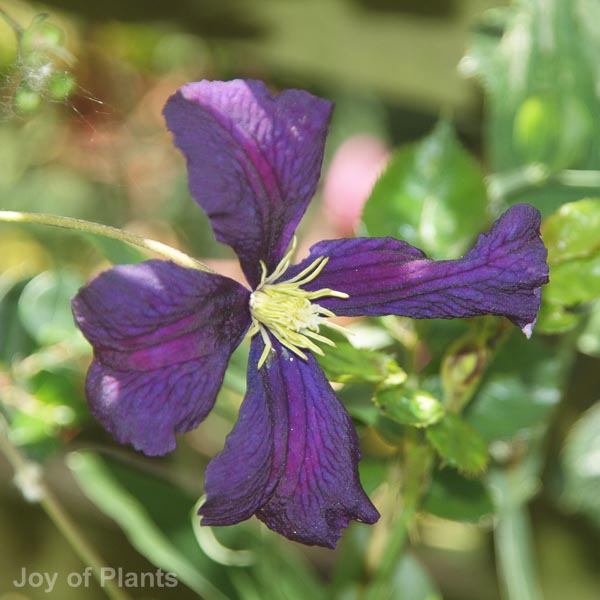 Awaiting product image