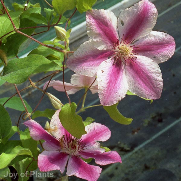 Awaiting product image