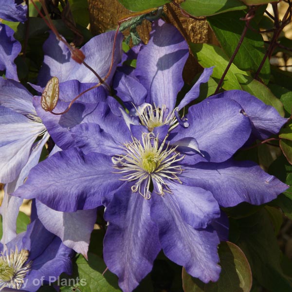 Awaiting product image