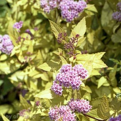 Spiraea Prunifolia Goldfire
