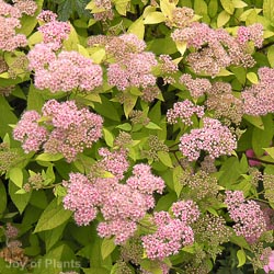 Spiraea jap Goldmound