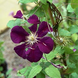 Clematis Warszawska Nike