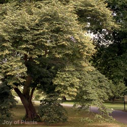 Tilia Cordata PLEACHED 30-40cm    - 005809