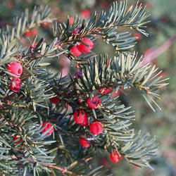 Taxus baccata