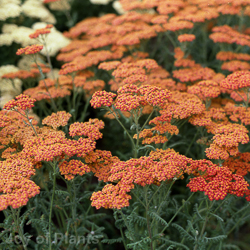 Achillea Walther Funcke