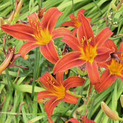Hemerocallis 'Sammy Russell'