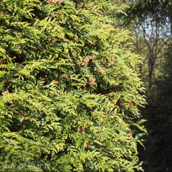 Thuja plicata