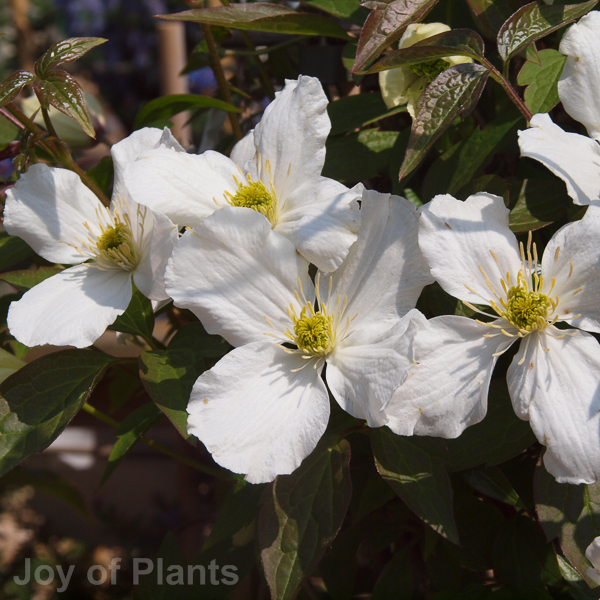 Awaiting product image