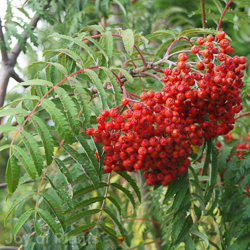 Sorbus Aucuparia Chinese Lace