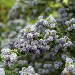 Ceanothus Blue Mound