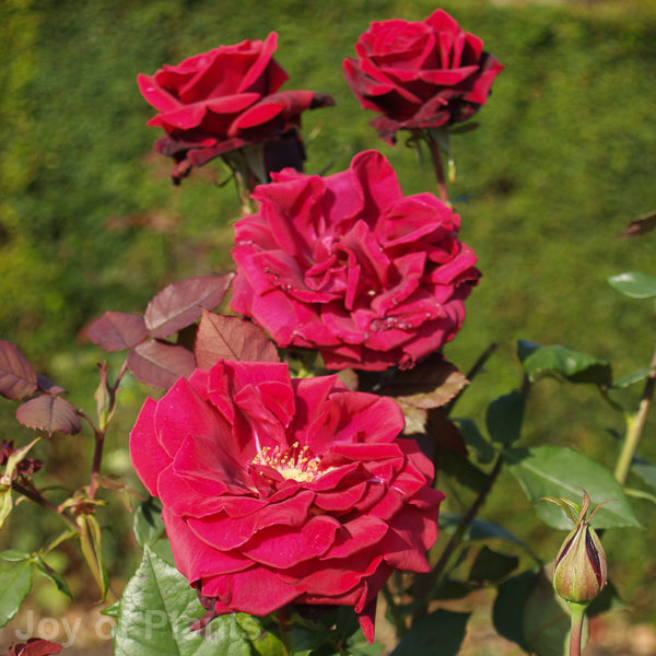 Awaiting product image