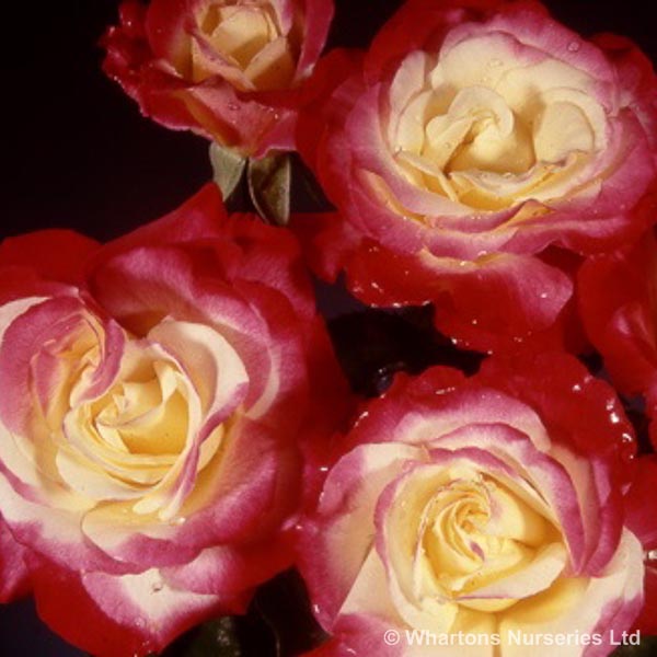 Awaiting product image