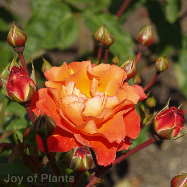 Awaiting product image