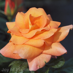 Rose Dawn Chorus STD