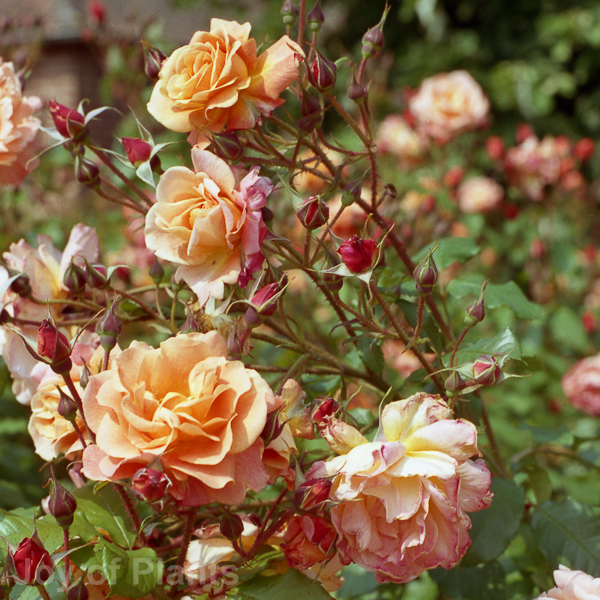 Awaiting product image