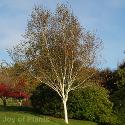 Betula Utilis Jacquemontii Snow Queen MST 12L