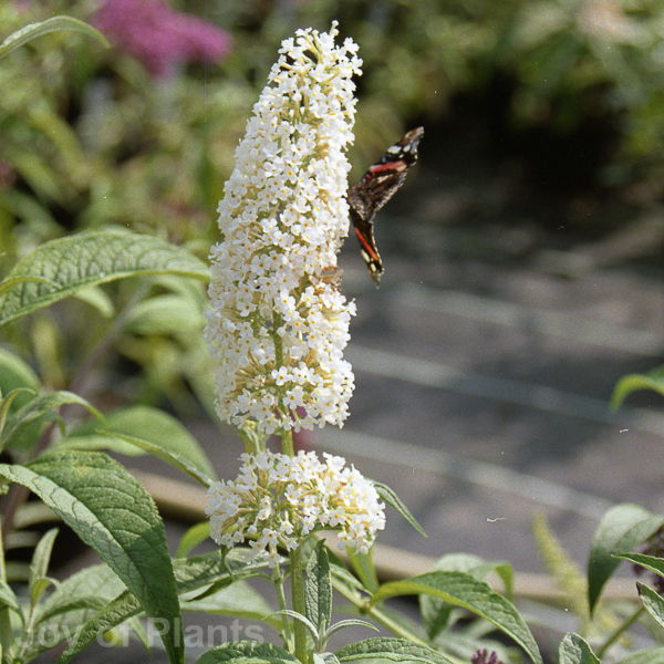 Awaiting product image