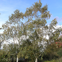 Betula utilis jacquemontii