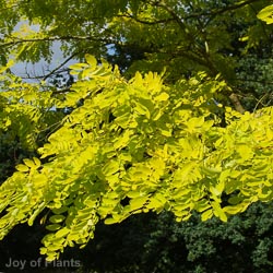 Robinia Pseudoacacia Frisia Std 12-14cm 40L